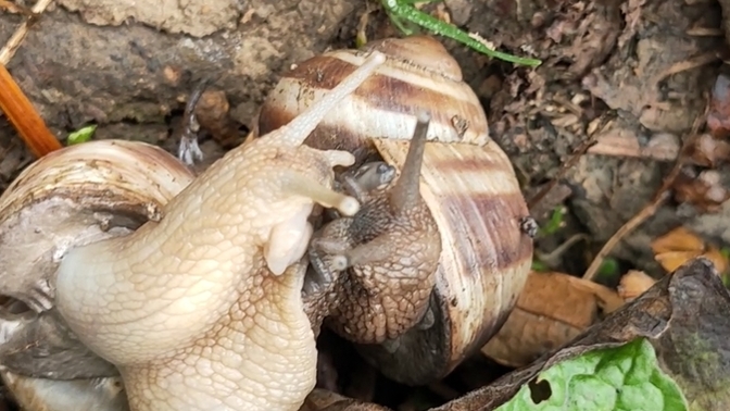 Neden şirinleri değil de sevişen sümüklü böcekleri görüyorum hep 😒? Uslu çocuk değil miyim ben 🥺?