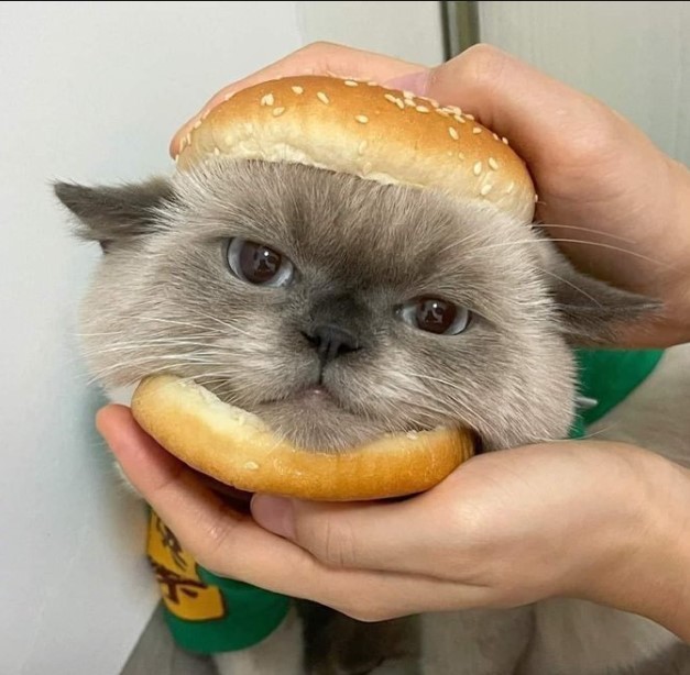 Hamburger mi yoksa döner mi?