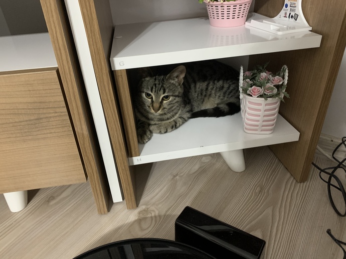 Evde beslediğiniz evcil hayvanınız var mı?