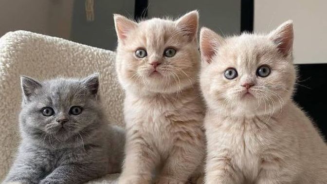 Kedime çip taktırmazsam ne olacak?