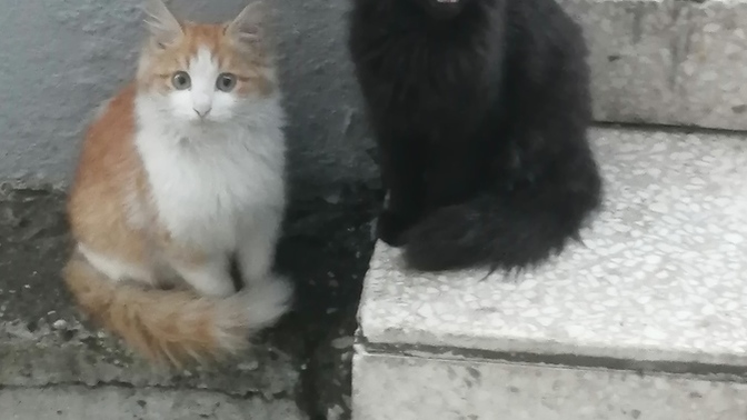 Sizde en tatlısı hangisi?
