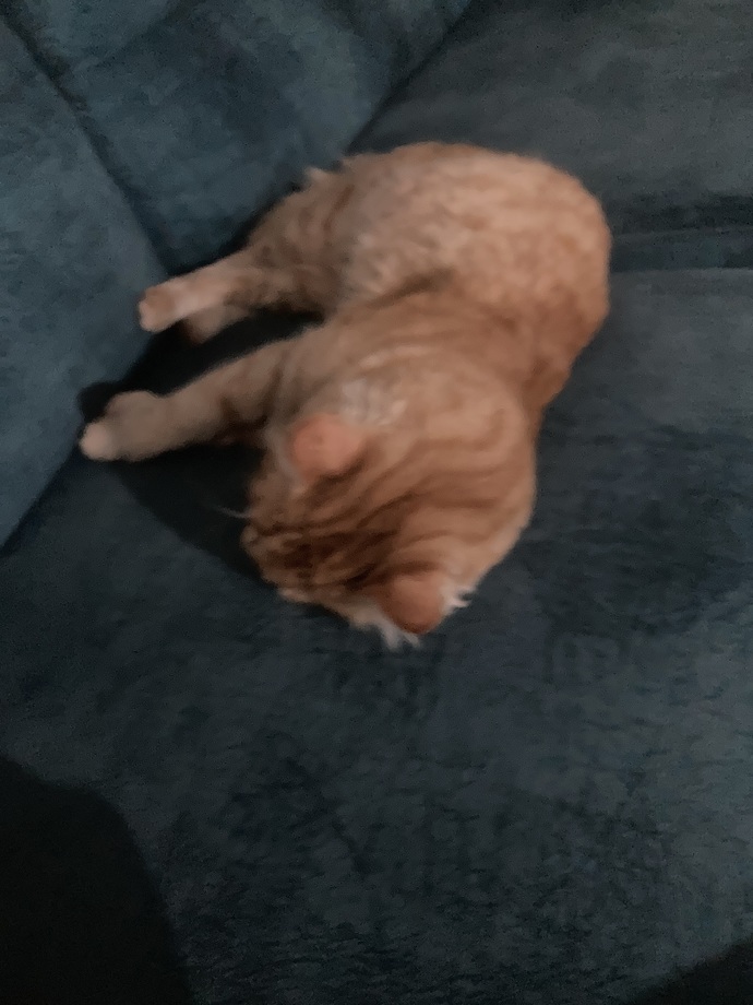 Kediler çok güzel değil mi?