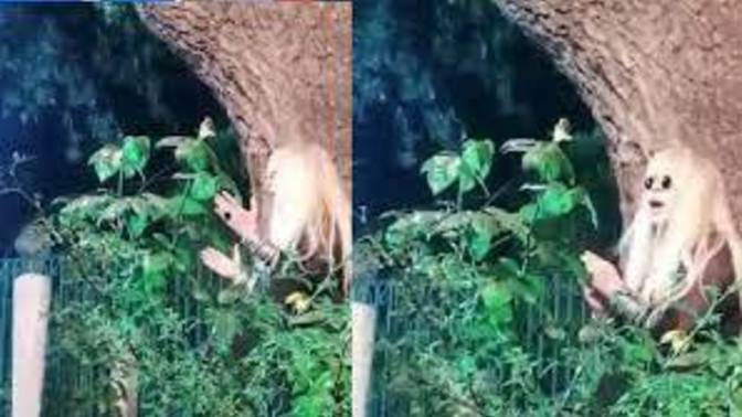 Zerrin Özer mezarlıkta şarkı söyledi, olumsuz tepkiler geldi! Sizce tepkiler haklı mı?