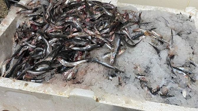 35 kilo hamsi temizlemem gerekiyor, Kim bana yardım eder :D?