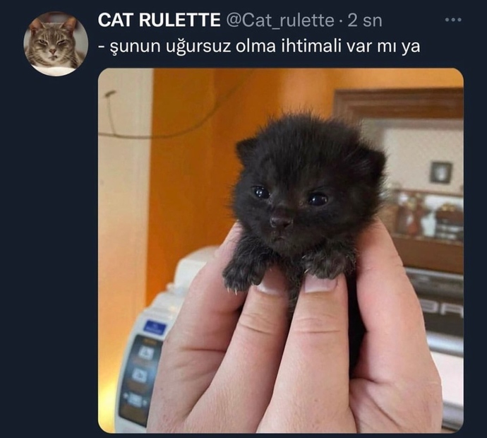 İnsanlar mı daha uğursuz, siyah kediler mi🙄?