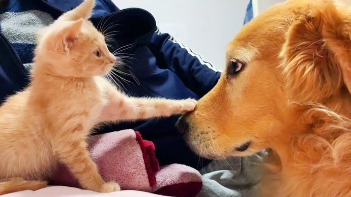 Evinizde sevimli bir dost besliyor musunuz?