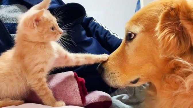 Evinizde sevimli bir dost besliyor musunuz?