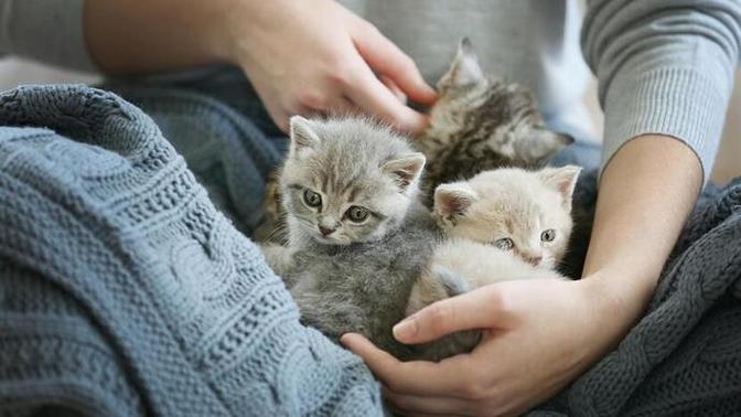 İkinci bir kediyi alsam kedim beni unutur mu?