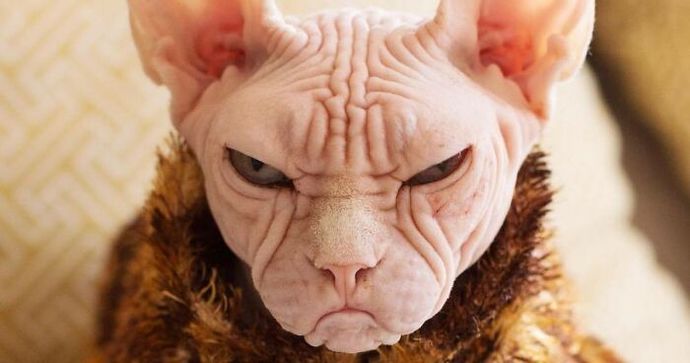Kedi ısırığı canından etti! Sizce kedi besleyenler nelere dikkat etmeli?