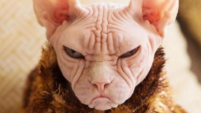 Kedi ısırığı canından etti! Sizce kedi besleyenler nelere dikkat etmeli?