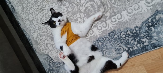 Yılbaşı ağaçlarınızı süslediniz mi?
