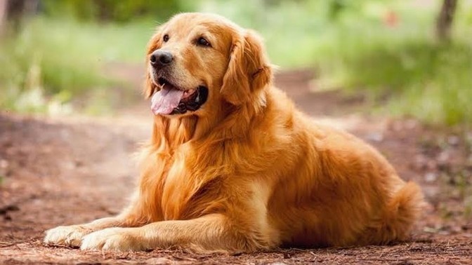 Kadınlar Golden köpekleri neden bu kadar çok sever?