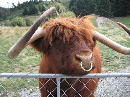 Piercing itici mi sizce?