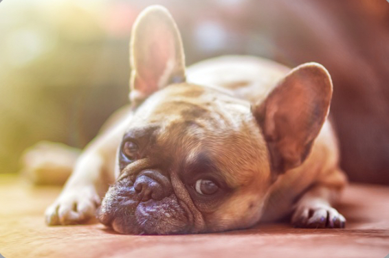 Köpeğime sevgilimin adını koymak kabalık mı 🙄?