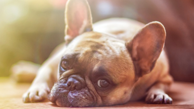 Köpeğime sevgilimin adını koymak kabalık mı 🙄?