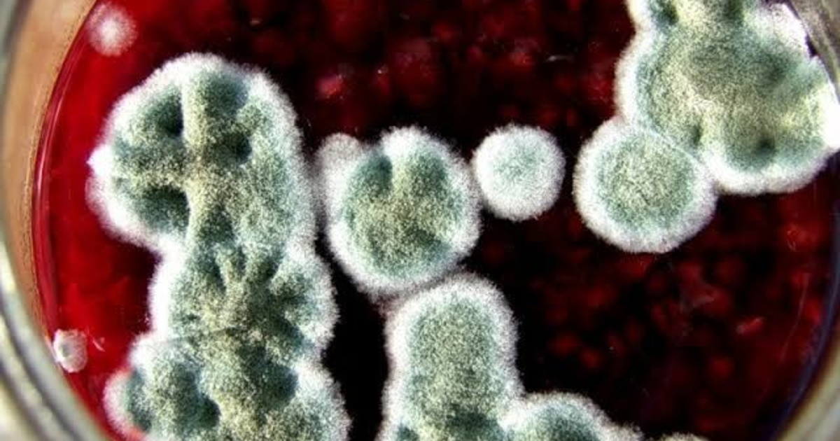 Убрать плесень с варенья. Средство от плесени на стенах в квартире. Что делать если в закрутках на грибах появилась плесень. Грибок на пластиковых панелях. Плесень на варенье в банке.