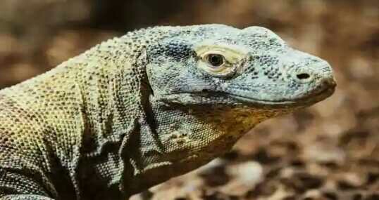 Komodo ejderlerinden nefret eden bir ben miyim?