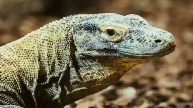Komodo ejderlerinden nefret eden bir ben miyim?
