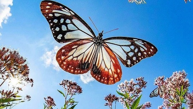 Doğada gördüğünüz en sevdiğiniz ve en korktuğunuz sevmediğin hayvan/bitki nedir?