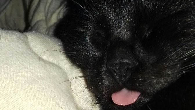 Siz hiç dili dışarda uyuyan kedi gördünüz mü?