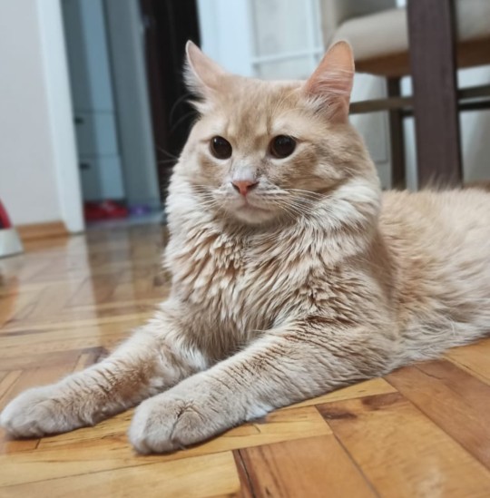 Evde baktığımız kediler sizce de evin bir bireyi çocuğu değil mi?