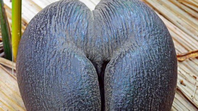 Coco de Mer ikram etsem kimler yer?