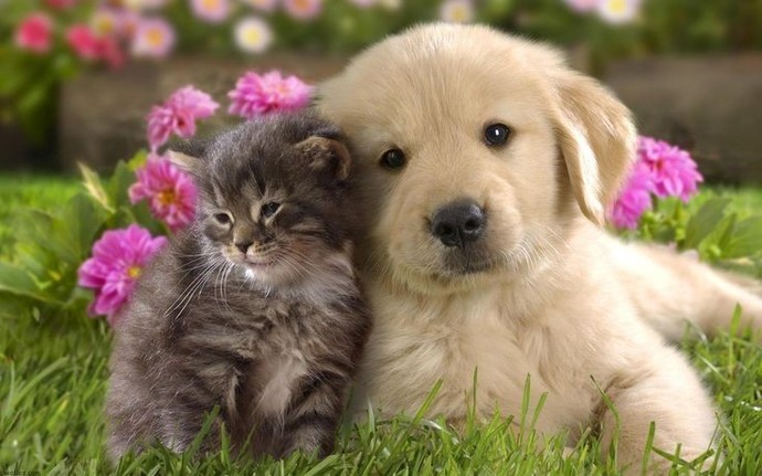 Kedi ve köpeklerden korkar mısınız?