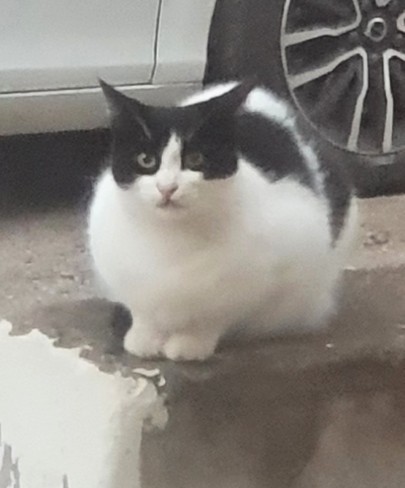 Kedi ve köpeklerden korkar mısınız?