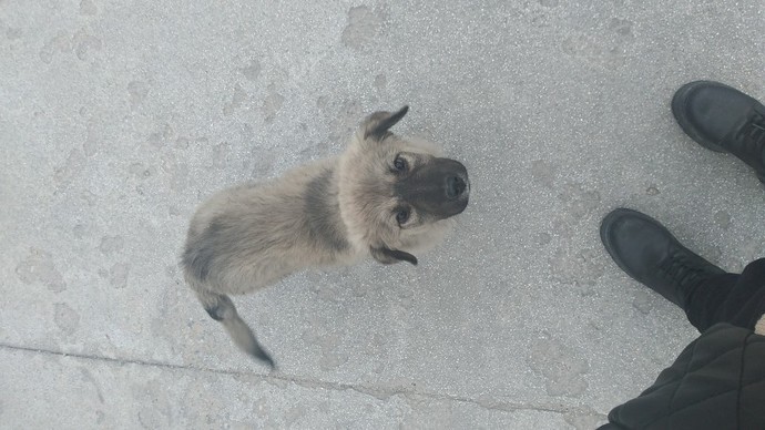 Birini seç desem kediyi mi seçersin, köpeği mi?
