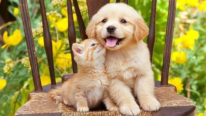 Birini seç desem kediyi mi seçersin, köpeği mi?