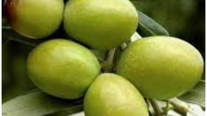 Zeytin seviyoruz mu?