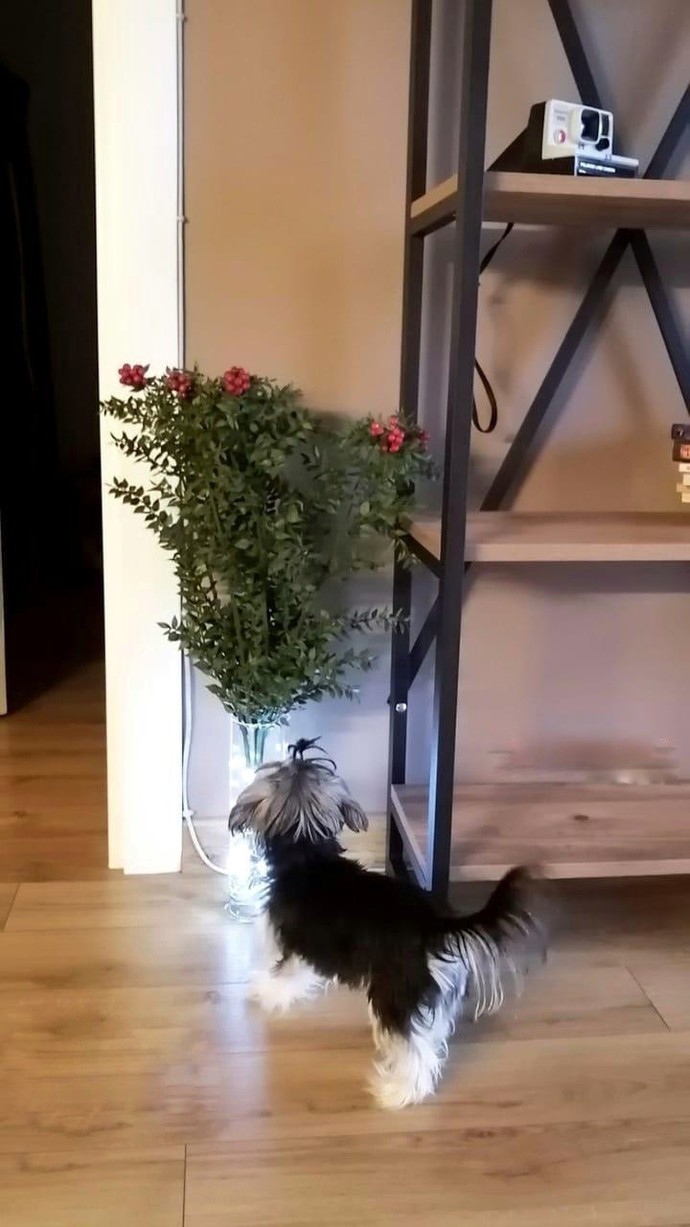 Evcil dostlarınız var mı ☺️?