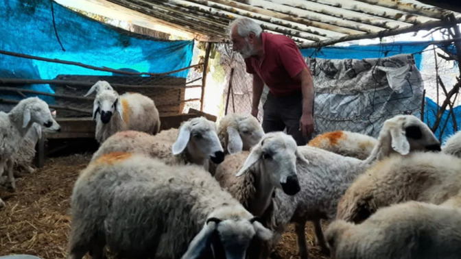 Ahırlara dalan gizemli yaratık köydeki tüm hayvanları yedi! Sizce ne olabilir?