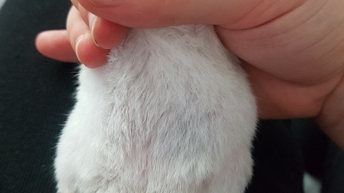 Hamster'ımın sağ karın tarafı şiş gibi?