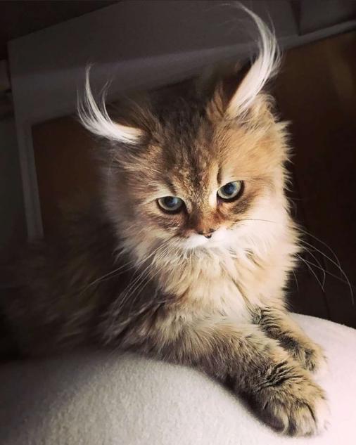 Bir kedi bırakayım soruya