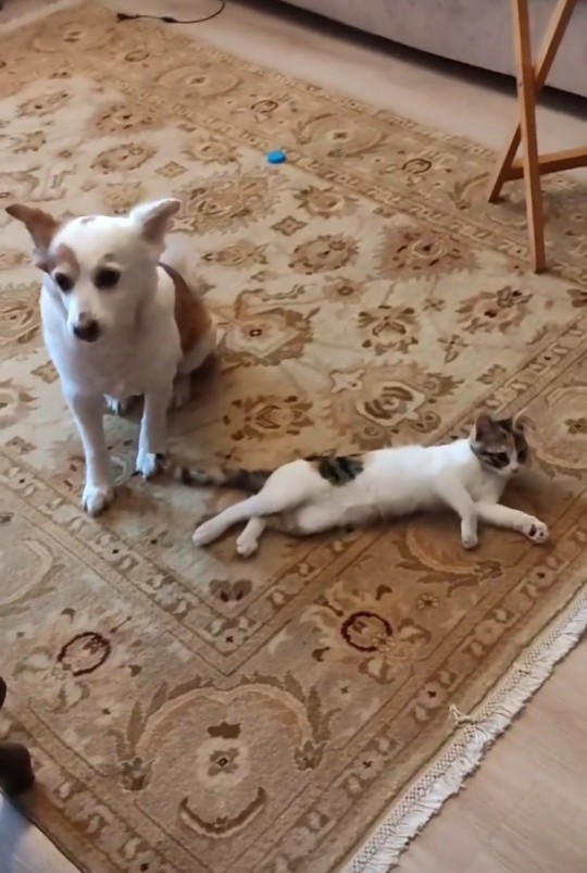 Şu anda baktığınız evcil hayvanınız var mı?