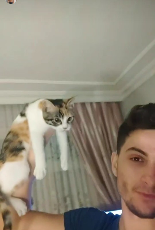 Şu anda baktığınız evcil hayvanınız var mı?