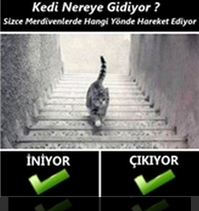 Bu kedi aşşağıya mı iniyor yukarıya mı çıkıyor?