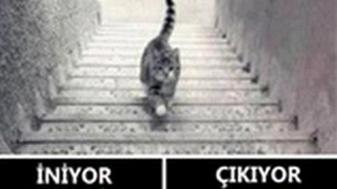 Bu kedi aşşağıya mı iniyor yukarıya mı çıkıyor?