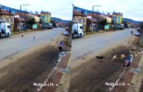 Konyada bir kadın sahipsiz köpeklerin saldırısına uğramış, köpeklerin toplanmasını istiyorum demiş. Sizce toplanmalı mı?