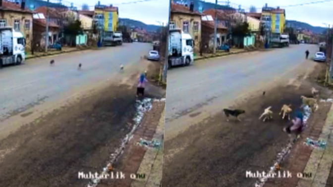 Konya'da bir kadın sahipsiz köpeklerin saldırısına uğramış, köpeklerin toplanmasını istiyorum demiş. Sizce toplanmalı mı?