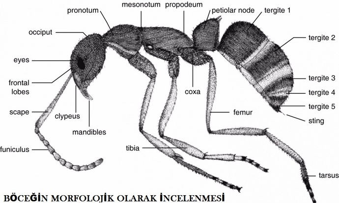 İdeal erkek fiziği bu mu?
