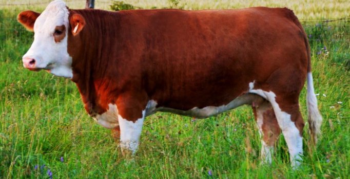 BİM dana kıymanın kilosunu 89 liraya satmaya başladı! Sizce yenilebilir mi?