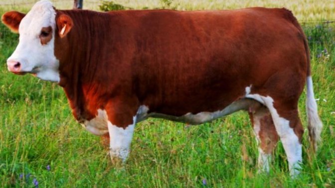 BİM dana kıymanın kilosunu 89 liraya satmaya başladı! Sizce yenilebilir mi?