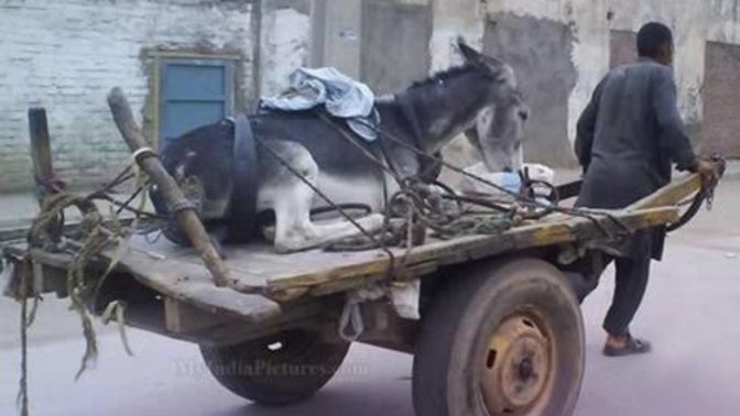 Hayatın yükünü siz mi çekiyorsunuz yoksa sizin yükünüzü başkası mı çekiyor?