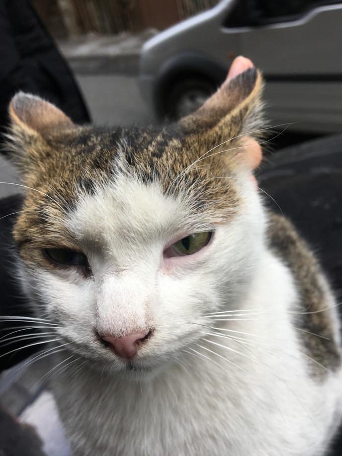 KEDİCİĞİN GÖZÜNDEKİ BU DURUM MİKROP MU VE HANGİ İLACI ALMALIYIM?