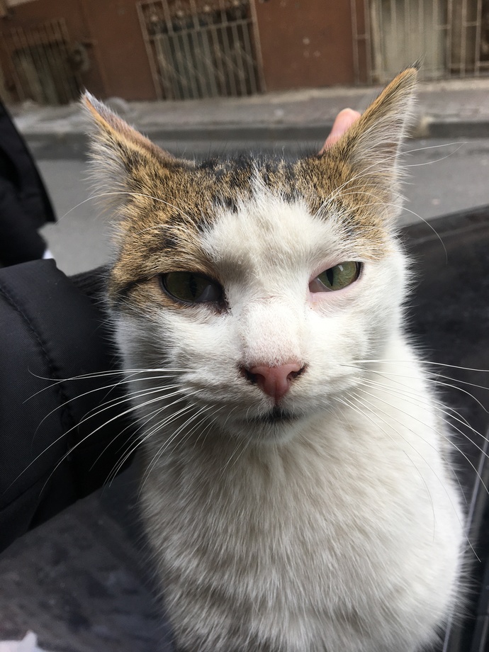 KEDİCİĞİN GÖZÜNDEKİ BU DURUM MİKROP MU VE HANGİ İLACI ALMALIYIM?