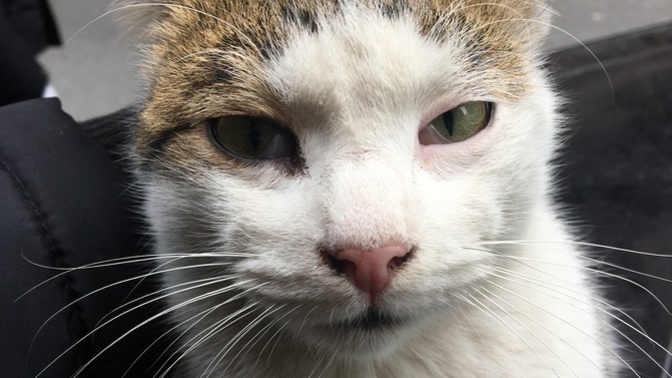 KEDİCİĞİN GÖZÜNDEKİ BU DURUM MİKROP MU VE HANGİ İLACI ALMALIYIM?
