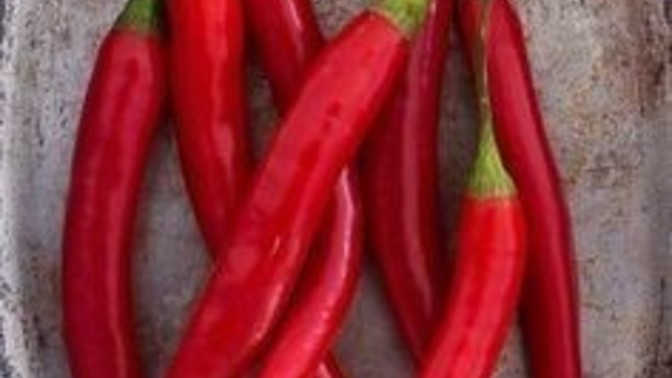 Acı biber 🌶 sever misiniz?