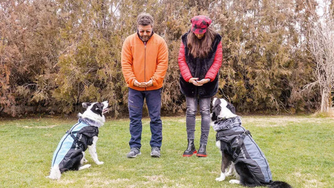 Hande Fırat, köpek sürüsüyle karşılaşınca ne yapılması gerektiğini anlattı! Karşılaştığınızda siz ne yapıyorsunuz?